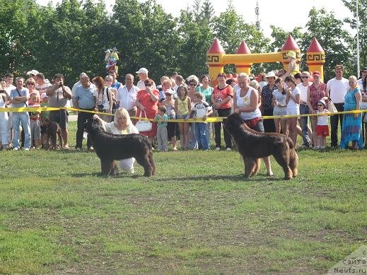 Фото: ньюфаундленд Akvatoriya Kelvin Oushen Drim (Акватория Келвин Оушен Дрим), ньюфаундленд Povelitel' Velikih Ozer (Повелитель Великих Озер)