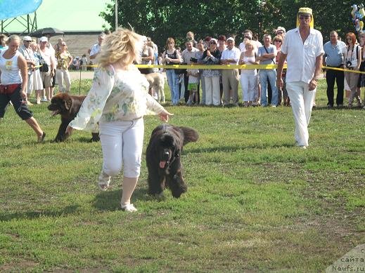 Фото: ньюфаундленд Akvatoriya Kelvin Oushen Drim (Акватория Келвин Оушен Дрим)