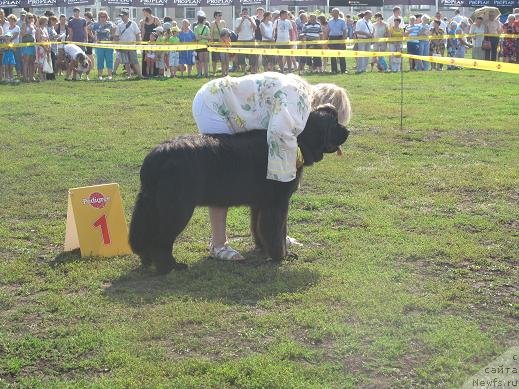 Фото: ньюфаундленд Akvatoriya Kelvin Oushen Drim (Акватория Келвин Оушен Дрим)