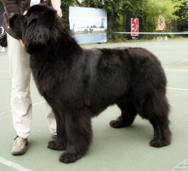 Фото: ньюфаундленд Fairweathers Rare and Precious, Tat'yana YAkovleva (Татьяна Яковлева)