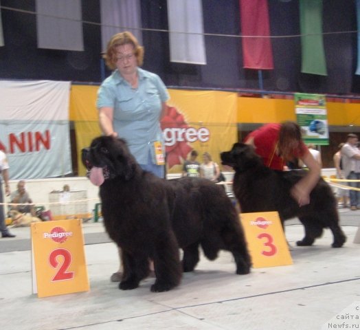 Фото: ньюфаундленд King of Helluland Just Love