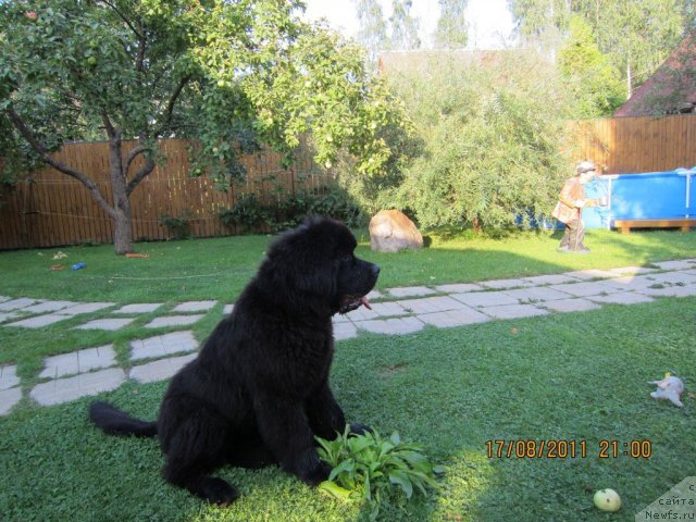 Фото: ньюфаундленд Very Fairweathers X'Got The Rhythm