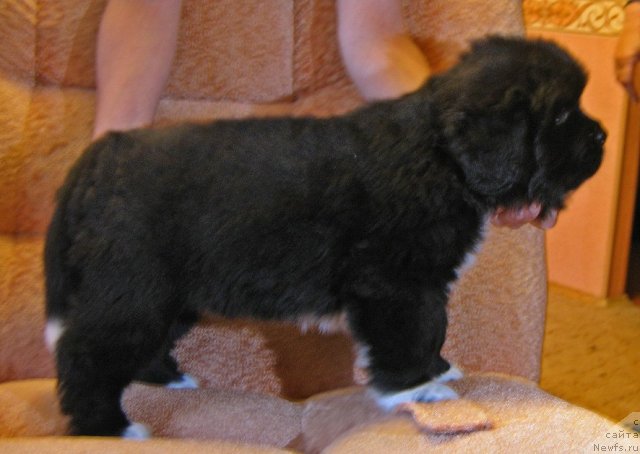 Фотография № 75252