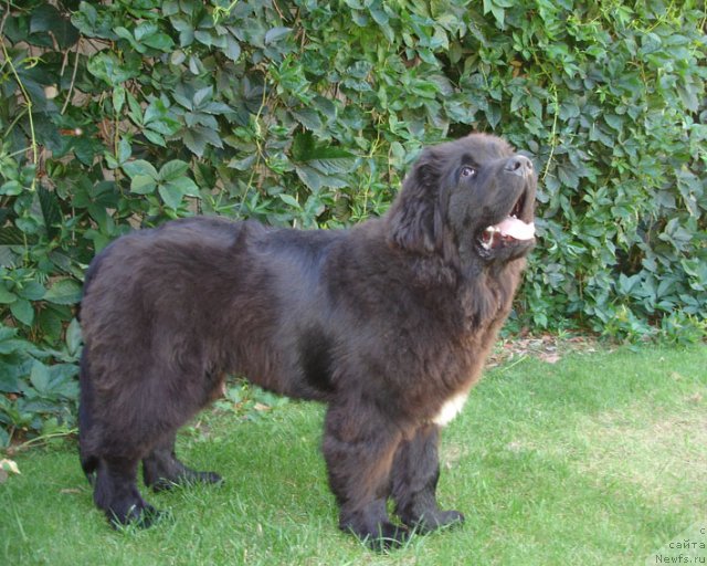 Фотография № 75266