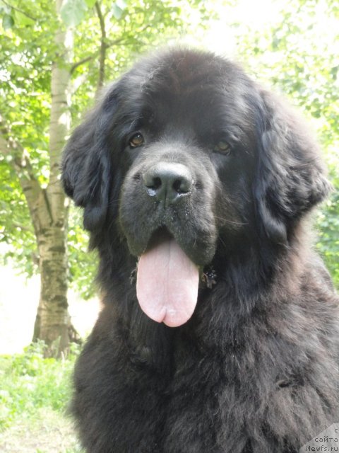 Фото: ньюфаундленд Maryana Bolshoj Malysh (Марьяна Большой Малыш)