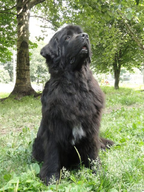 Фото: ньюфаундленд Maryana Bolshoj Malysh (Марьяна Большой Малыш)