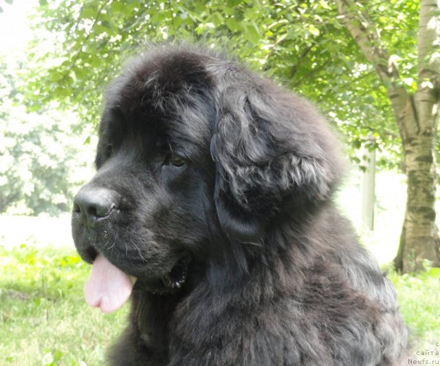 Фото: ньюфаундленд Maryana Bolshoj Malysh (Марьяна Большой Малыш)