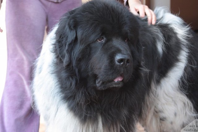 Фото: ньюфаундленд Plyushevaya Panda Ditter (Плюшевая Панда Диттер)