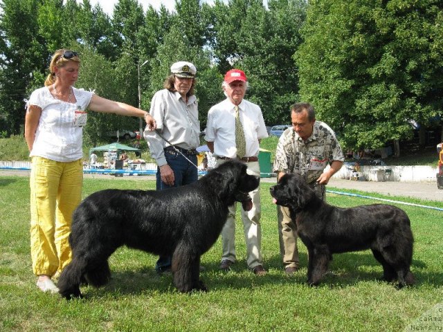 Фото: ньюфаундленд Zolotoy Talisman Kara Deniz (Золотой Талисман Кара Дениз), ньюфаундленд Beguschaya po Volnam Hasta la Vista (Бегущая по Волнам Хаста ла Виста)