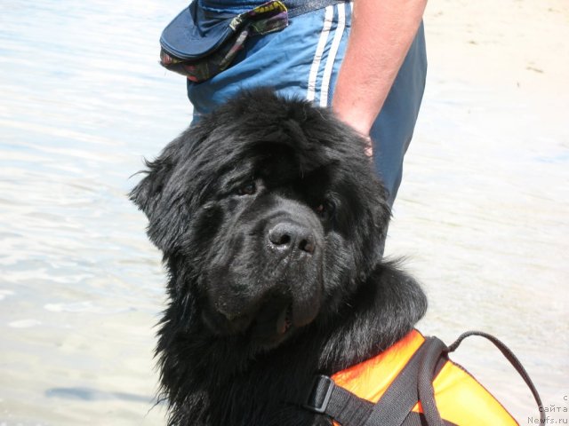 Фото: ньюфаундленд Zolotoy Talisman Kara Deniz (Золотой Талисман Кара Дениз)