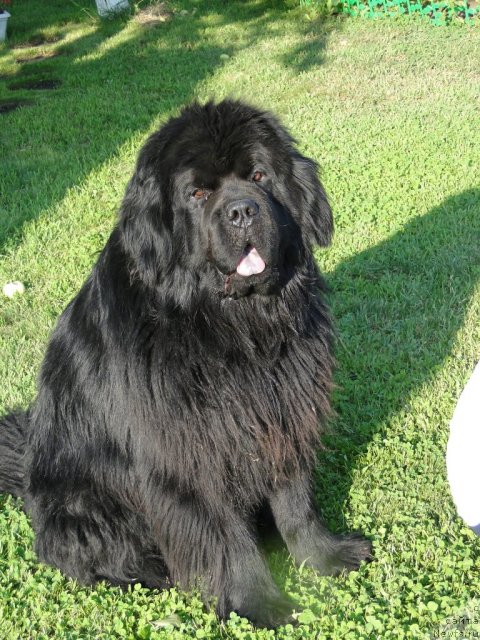 Фото: ньюфаундленд Super Premium Vashington (Супер Премиум Вашингтон)