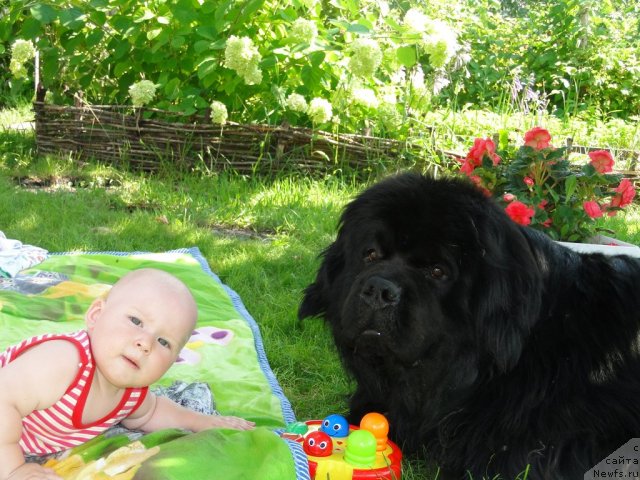 Фото: ньюфаундленд Super Premium Vashington (Супер Премиум Вашингтон)