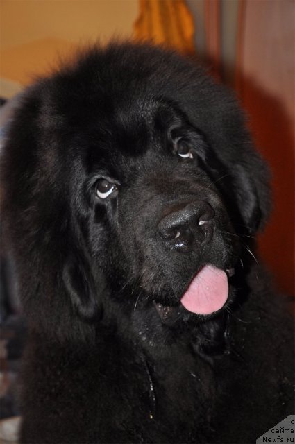 Фото: ньюфаундленд Skazochnaya Kroha Nerian (Сказочная Кроха Нериан)
