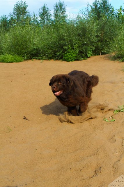 Фото: ньюфаундленд Lesnaja Skazka Korolevskiy Medved (Лесная Сказка Королевский Медведь)