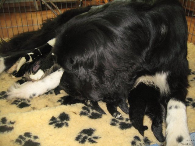 Фото: ньюфаундленд Pitern'yuf Jivanshi (Питерньюф Живанши)