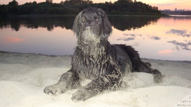 Фото: ньюфаундленд Super Premium Zvezdochet (Супер Премиум Звездочет)