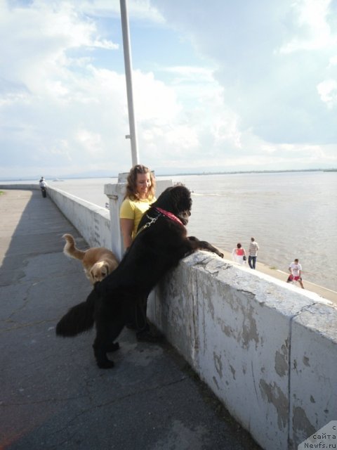 Фото: ньюфаундленд Mirabella iz Tihogo Omuta (Мирабелла из Тихого Омута), YUliya Vasilenko (Юлия Василенко)