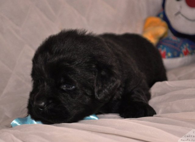 Фото: ньюфаундленд Zvezdnij Dar Agassi (Звездный Дар Агасси)