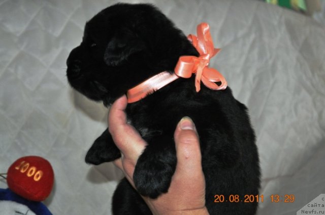 Фото: ньюфаундленд Zvezdnij Dar Afrodita (Звездный Дар Афродита)