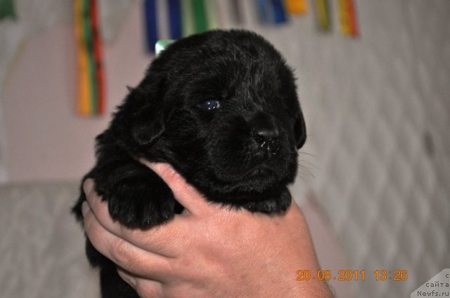 Фото: ньюфаундленд Zvezdnij Dar Afina dlja Berega Dona (Звездный Дар Афина для Берега Дона)