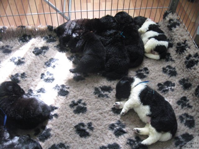 Фото: ньюфаундленд Pitern'yuf Jivanshi (Питерньюф Живанши)