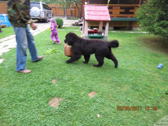 Фото: ньюфаундленд Very Fairweathers X'Got The Rhythm