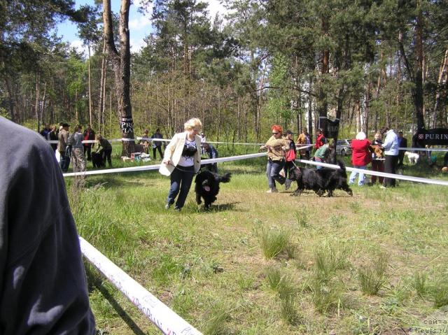 Фото: ньюфаундленд Vays (Вайс)