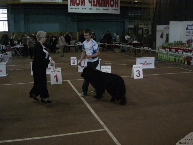 Фото: ньюфаундленд Krasivaya Zateya (Красивая Затея)