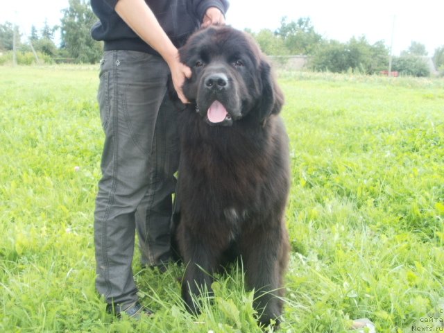 Фото: ньюфаундленд Kind Heart Midnight Bear