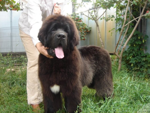 Фото: ньюфаундленд Olivriko Avatar (Оливрико Аватар)