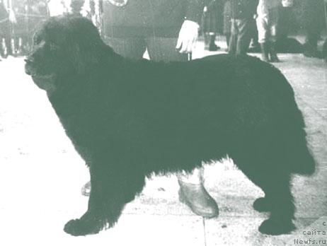 Фото: ньюфаундленд Vieniga Viksi (Виенига Викси)