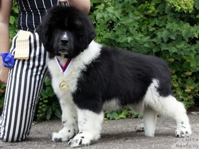 Фото: ньюфаундленд Piternyuf I Did It Again (Питерньюф И Дид Ит Агаин)