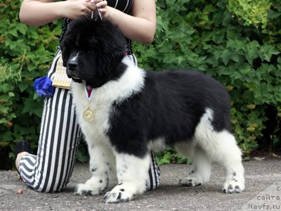 Фото: ньюфаундленд Piternyuf I Did It Again (Питерньюф И Дид Ит Агаин)