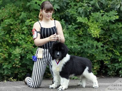 Фото: ньюфаундленд Piternyuf I Did It Again (Питерньюф И Дид Ит Агаин), Anastasiya Kormakova (Анастасия Кормакова)