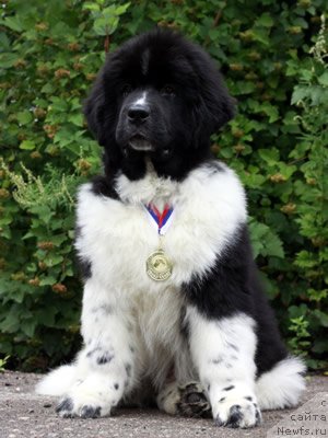 Фото: ньюфаундленд Piternyuf I Did It Again (Питерньюф И Дид Ит Агаин)