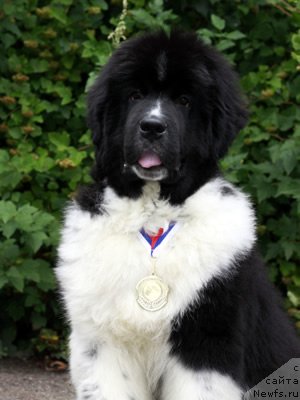 Фото: ньюфаундленд Piternyuf I Did It Again (Питерньюф И Дид Ит Агаин)