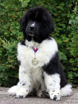 Фото: ньюфаундленд Piternyuf I Did It Again (Питерньюф И Дид Ит Агаин)