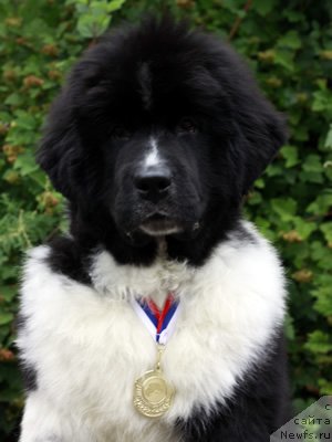 Фото: ньюфаундленд Piternyuf I Did It Again (Питерньюф И Дид Ит Агаин)