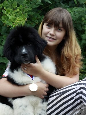 Фото: ньюфаундленд Piternyuf I Did It Again (Питерньюф И Дид Ит Агаин), Anastasiya Kormakova (Анастасия Кормакова)