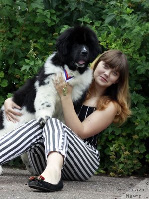 Фото: ньюфаундленд Piternyuf I Did It Again (Питерньюф И Дид Ит Агаин), Anastasiya Kormakova (Анастасия Кормакова)
