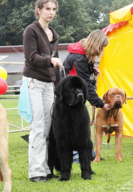 Фото: ньюфаундленд Smigar Galaxsy Shall Win (Смигар Галакси Шелл Вин)