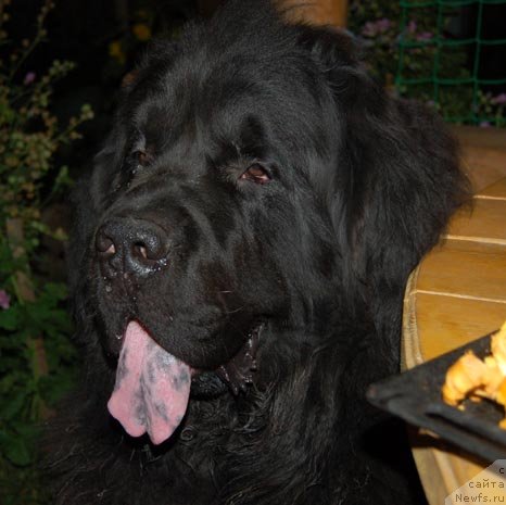 Фото: ньюфаундленд Sent Djons Orfey (Сент Джонс Орфей)