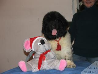 Фото: ньюфаундленд Plyushevaya Panda Ledi Gamil'ton (Плюшевая Панда Леди Гамильтон)