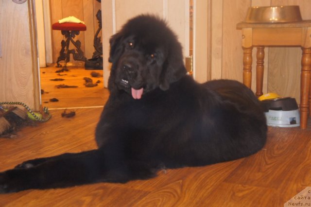 Фото: ньюфаундленд Smigar Greyt Saksyes (Смигар Грейт Саксэс)