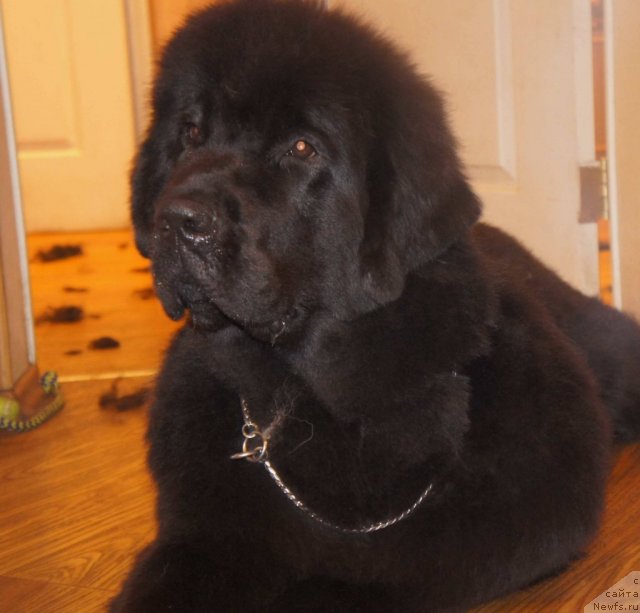 Фотография № 75396