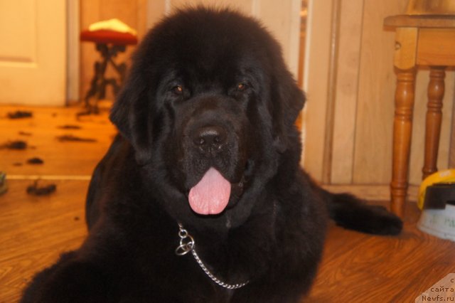 Фотография № 75397