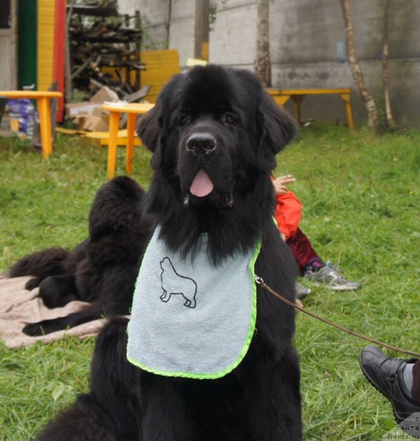 Фото: ньюфаундленд Aquatoriya Kelvin Kadril (Акватория Келвин Кадриль)