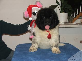 Фото: ньюфаундленд Plyushevaya Panda Ledi Gamil'ton (Плюшевая Панда Леди Гамильтон)