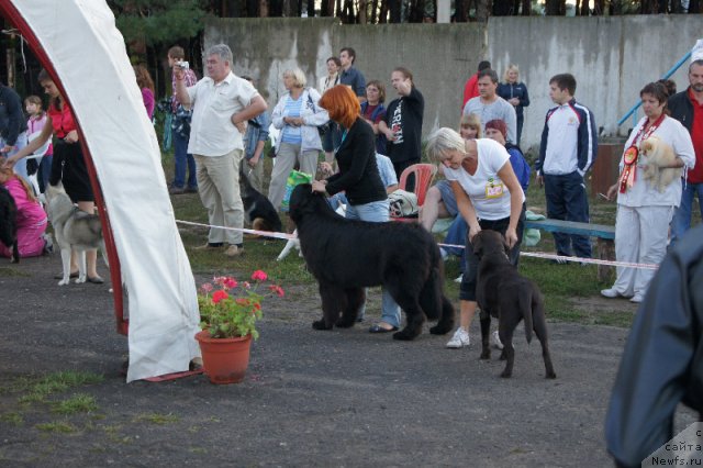Фото: ньюфаундленд Aquatoriya Kelvin Out of The Blue (Акватория Келвин Оут оф зе Блю)