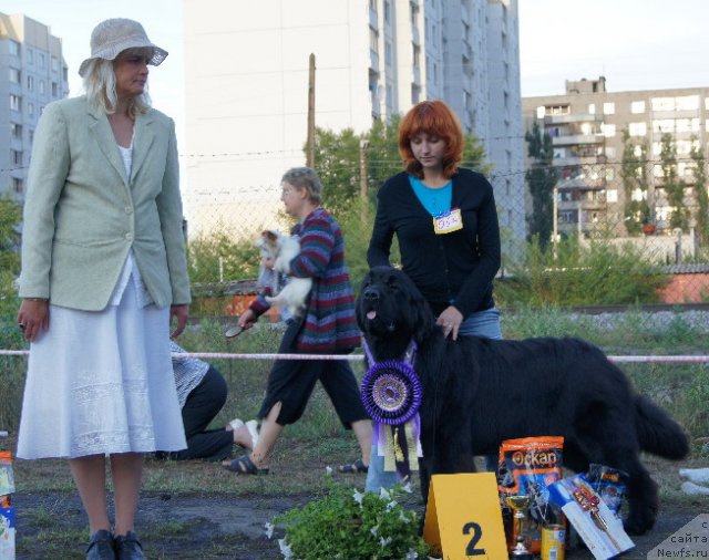 Фото: ньюфаундленд Aquatoriya Kelvin Out of The Blue (Акватория Келвин Оут оф зе Блю)